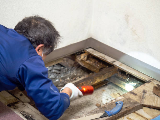 Reliable Center, CO Mold Removal Solutions