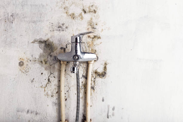 Best Same-Day Mold Removal  in Center, CO