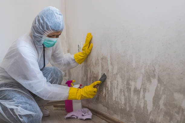 Best Certified Mold Removal  in Center, CO