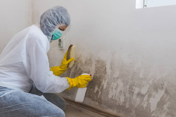 Best Mold Removal Near Me  in Center, CO