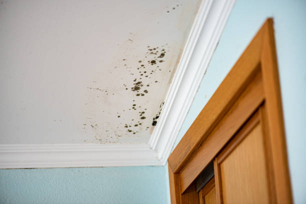 Best Fast Mold Removal  in Center, CO