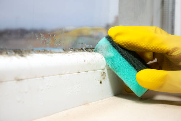 Best Black Mold Removal  in Center, CO